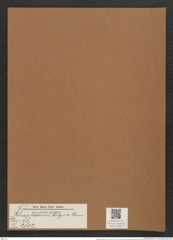 Rhaphoneis belgica Grun. (de-Toni-Nr.: Genus 78, Species 2812) Zeichnungen Sammlung Grunow Mappe 02990 (Herbarium_W_Grunow_drawings_Folder_02990)